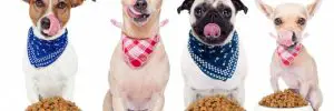 How to Store Pet Food in Your Kitchen