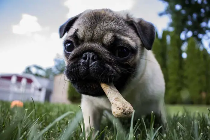 How to Store Pet Food in Your Kitchen